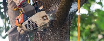 Best Tree Cabling and Bracing  in Citrus, CA