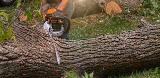 Best Grass Overseeding  in Citrus, CA