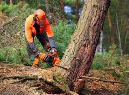  Citrus, CA Tree Services Pros