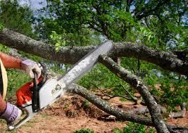 Best Arborist Consultation Services  in Citrus, CA