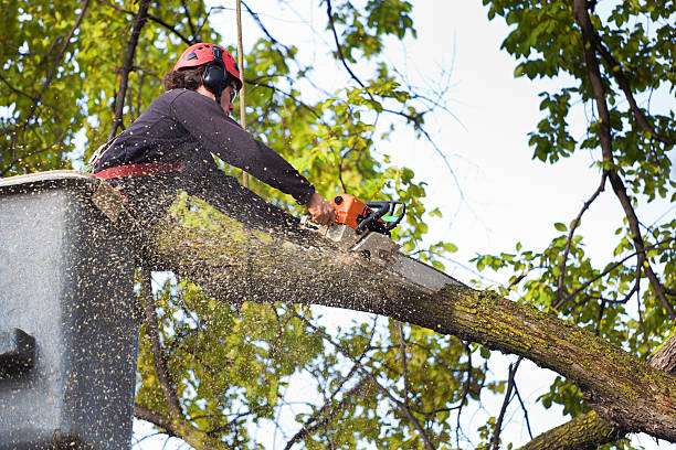 Best Leaf Removal  in Citrus, CA